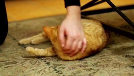 Mujer-acariciando-un-gato-rojo-en-la-alfombra