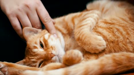 Frau-streichelte-eine-rote-Katze-auf-der-Couch-liegen