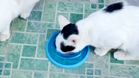 Three-cat-eating-food-in-bowl