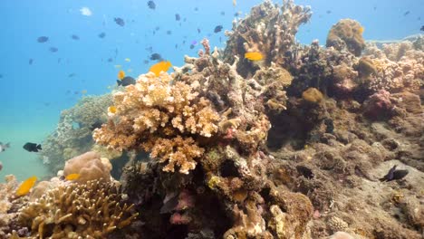 Coral-reef-and-tropical-fish.Philippines