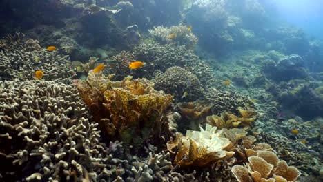 Coral-reef-and-tropical-fish.Philippines