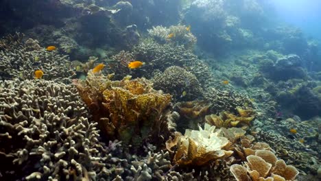 Arrecife-de-coral-y-peces-tropicales.-Filipinas