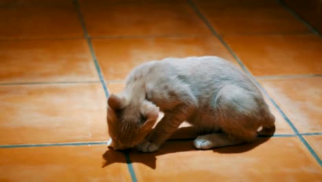 Un-gatito-sin-hogar-come-con-entusiasmo-un-pedazo-de-pan-en-el-suelo-en-casa