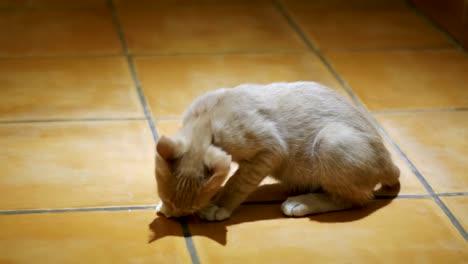 Homeless-kitten-eagerly-eats-a-piece-of-bread-on-the-floor-at-home