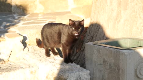 Schwarze-Katze-die-Treppe-hinunter