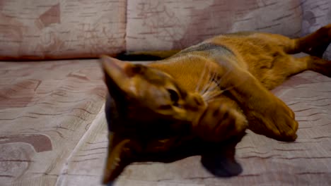 Abyssinian-cat-washes-and-yawning