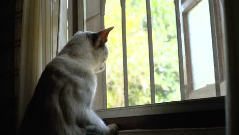 Gato-mirando-fuera-de-la-ventana