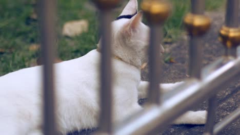 Adorable-White-Cat-Lying-On-Cement-Floor