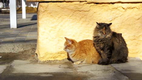 Zwei-graue-und-rote-obdachlose-Katzen-auf-der-Straße-im-frühen-Frühling