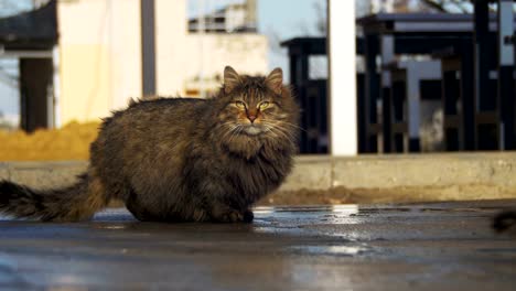 Gato-gris-sin-hogar-en-la-calle-comer-comida-en-la-primavera-temprana