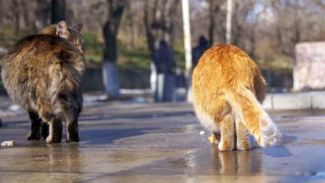 Los-gatos-sin-hogar-en-la-calle-comen-comida-a-principios-de-primavera