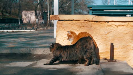 Zwei-graue-und-rote-obdachlose-Katzen-auf-der-Straße-im-frühen-Frühling