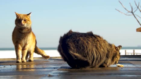 Heimatlose-Katzen-auf-der-Straße-Essen-im-zeitigen-Frühjahr