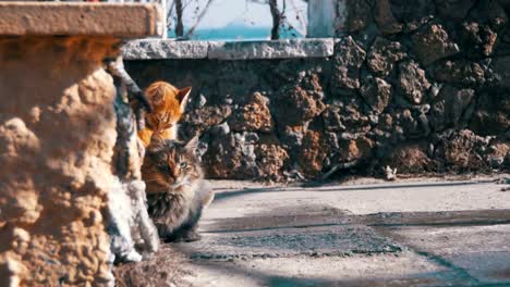 Obdachlose-Katzen-auf-der-Straße-essen-essen-Im-Frühjahr-Essen