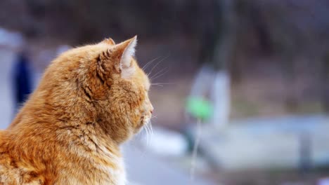 Obdachlose-Rote-Katzen-im-Street-Park-im-Frühfrühling.-Lustige-Urban-Cat