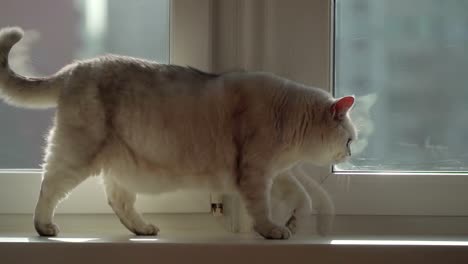 Concept-pets-and-their-habits.-Cat-walks-the-windowsill-and-looking-for-food.-Dolly-shot.