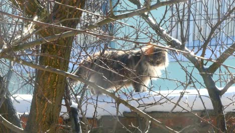 Graue-Katze-sitzt-auf-der-Außenseite