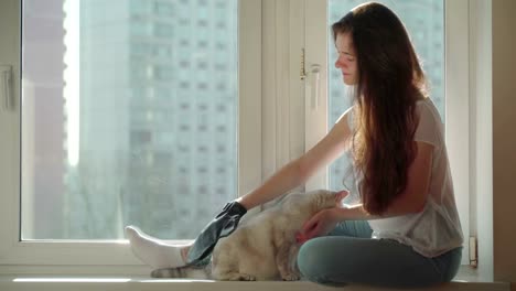 Concepto-de-pelo-de-gato-como-una-fuente-de-la-alergia.-Medicina-para-las-alergias.