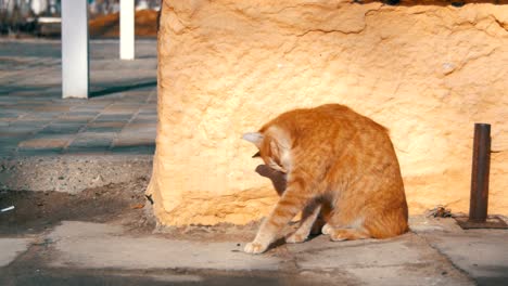 Red-Homeless-Cat-on-the-Street-in-Early-Spring