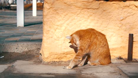 Gato-Rojo-Sin-Hogar-En-La-Calle-A-Principios-De-La-Primavera