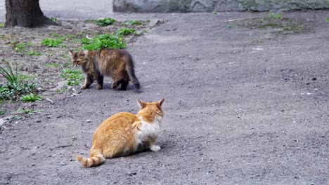 Zwei-obdachlose-Katzen-auf-der-Straße