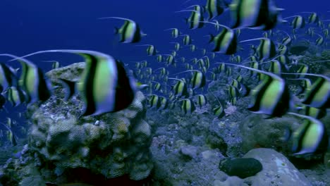 Enorme-escuela-de-peces-tropicales-en-el-arrecife-de-coral,-Palau