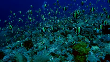 Escuela-gigante-de-peces-tropicales-en-Blue-Corner,-Palau