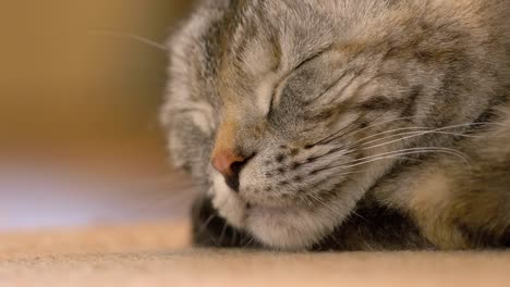 Young-brown-Scottish-fold-cat-sleeping,-close-up