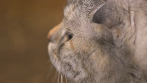 Curious-young-brown-Scottish-fold-cat-looking-at-something,-close-up