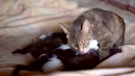 Kätzchen-und-eine-Katze