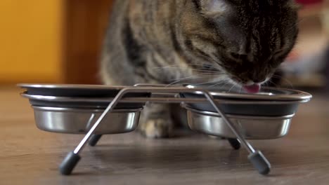 Eine-weibliche-Katze-Trockenfutter-aus-Metall-Schale-essen.-Metall-Teller-mit-Essen-und-Wasser.-Schuss-in-4k