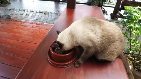 Comer-gato,-siamés-marrón-gato-caminando-y-empezar-comiendo-su-alimento-de-un-recipiente-en-el-piso-del-balcón-de-madera.