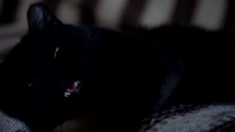 Black-cat-asleep-on-the-sofa-close-up