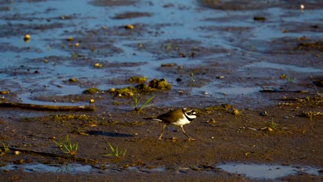 Ein-kleiner-Vogel-(Charadrius)-ein-Mann-schnell-bewegt-sich-der-Sumpf.-Er-inspiziert-sein-Revier.--Vögel-in-der-Nähe-des-Wassers-leben.-Einen-schönen-sonnigen-Sommermorgen.