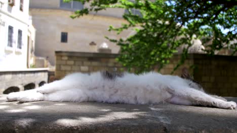 Sin-techo-blanco-con-gris-gato-duerme-en-la-calle