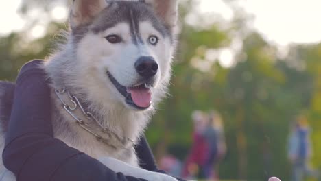 Schöne-junge-Frau,-die-das-Spiel-mit-lustigen-husky-Hund-draußen-im-park