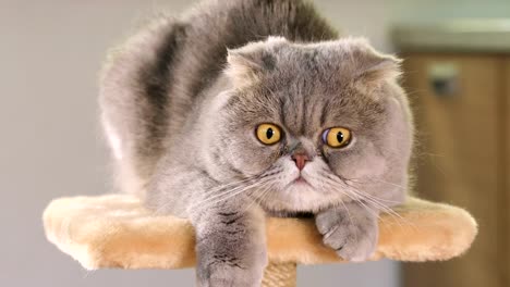 Reinrassige-graue-Scottish-Fold-Katze