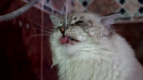 inländische-Sibirische-Katze-trinkt-und-das-Rieseln-des-Wassers-zu-erforschen