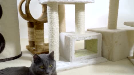 Gray-cat-enjoying-in-his-warm-and-comfortable-new-home-lying-on-a-soft-carpet