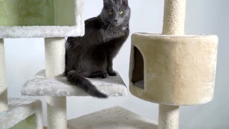 Indoor-playground-for-cats-and-kittens