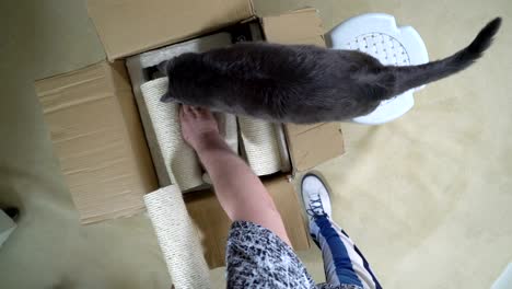 Modern-furniture-for-cats-and-kittens-unboxing-and-assembly