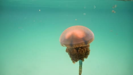 Big-jellyfish-in-the-water.-Bucas-Grande-Island,-Sohoton-Cove.-Philippines