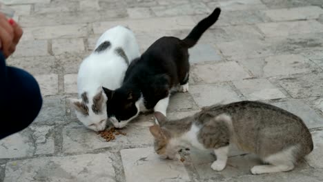 Three-shorthair-cats-eat-dry-food-outdoors-in-summer-day.-Adult-pussycat