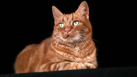 Red-Tabby-Domestic-Cat,-Adult-Laying-against-Black-Background,-Real-Time-4K