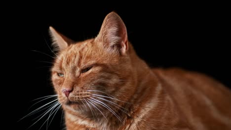 Red-Tabby-Domestic-Cat,-Adult-Laying-against-Black-Background,-Real-Time-4K