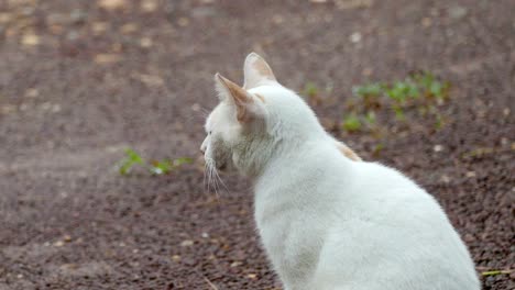 Weiße-Katze