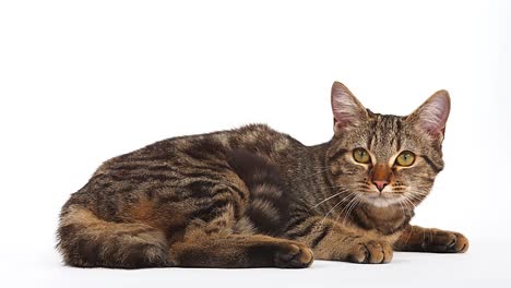 Brown-Tabby-Domestic-Cat-on-White-Background,-Real-Time-4K