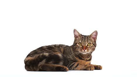 Brown-Tabby-Domestic-Cat-on-White-Background,-Real-Time-4K