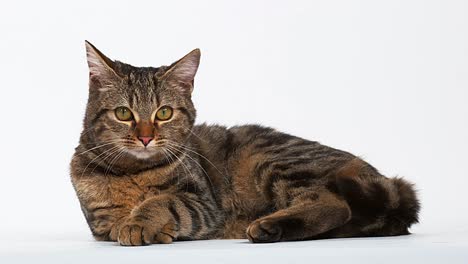 Brown-Tabby-Domestic-Cat-on-White-Background,-Real-Time-4K