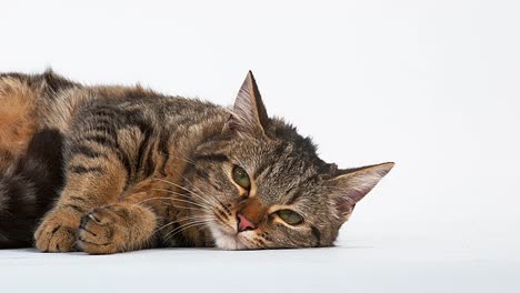 Brown-Tabby-Domestic-Cat-on-White-Background,-Real-Time-4K